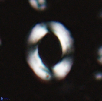 Reticulofenestra pseudoumbilicus amplus 26554