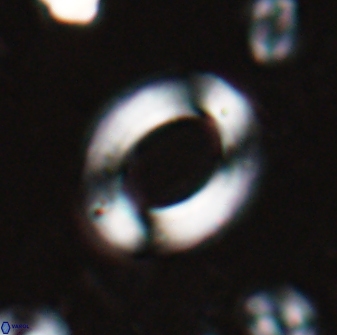 Reticulofenestra pseudoumbilicus amplus 26555