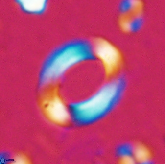 Reticulofenestra pseudoumbilicus amplus 26556