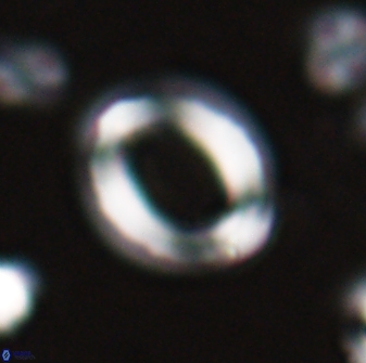 Reticulofenestra pseudoumbilicus amplus 26563