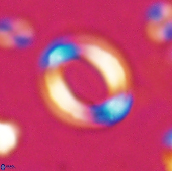 Reticulofenestra pseudoumbilicus amplus 26564