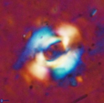 Reticulofenestra pseudoumbilica 19422