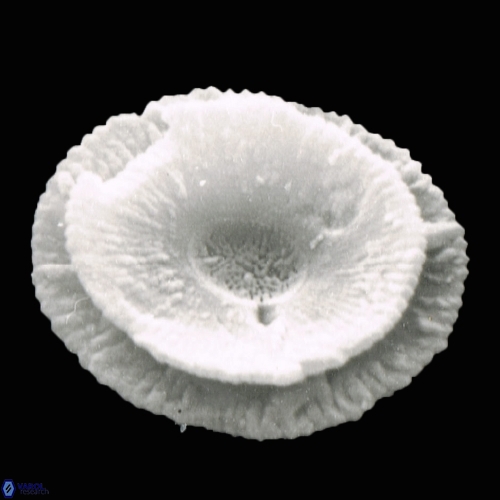 Reticulofenestra pseudoumbilica 1113 13