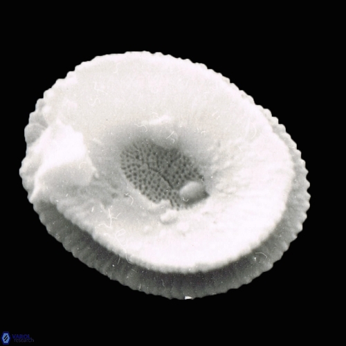 Reticulofenestra pseudoumbilica 1113 29