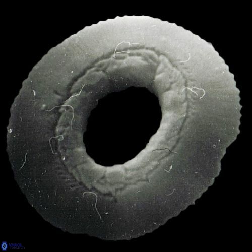 Reticulofenestra pseudoumbilica 1133 24