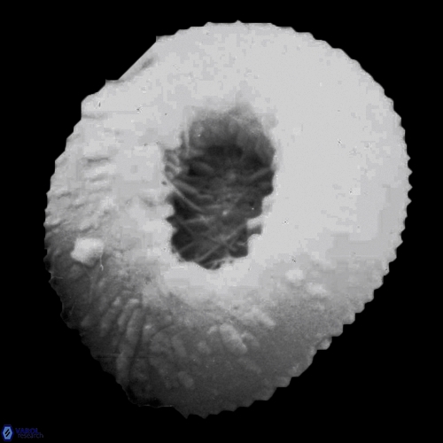 Reticulofenestra pseudoumbilica 1263 11