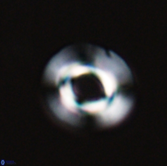 Reticulofenestra pseudoumbilica 27516