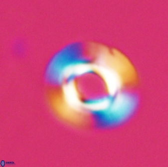 Reticulofenestra pseudoumbilica 27517