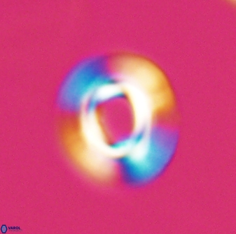 Reticulofenestra pseudoumbilica 27518