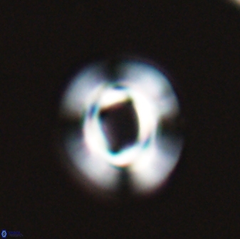 Reticulofenestra pseudoumbilica 27519