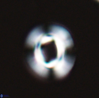 Reticulofenestra pseudoumbilica 27520