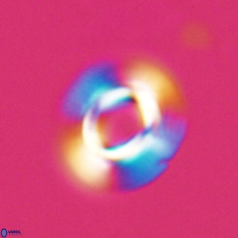 Reticulofenestra pseudoumbilica 27522