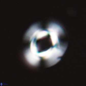 Reticulofenestra pseudoumbilica 27523