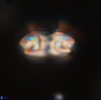 Reticulofenestra pseudoumbilica 47187