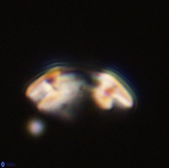 Reticulofenestra pseudoumbilica 47194