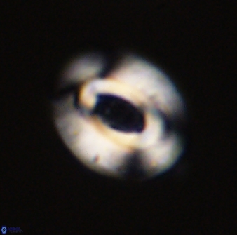 Reticulofenestra pseudoumbilica 47191