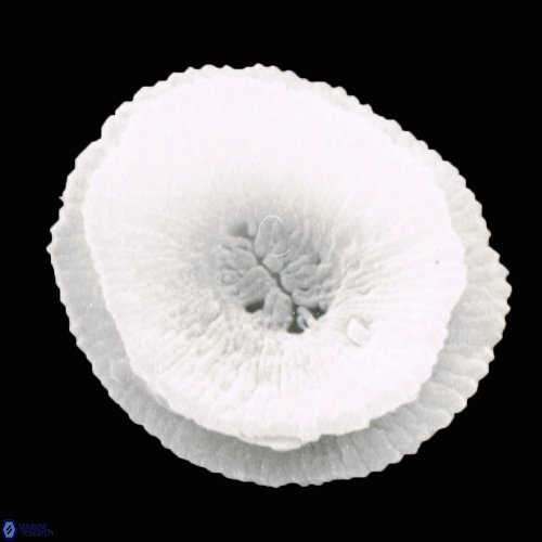 Reticulofenestra pseudoumbilica 995 17