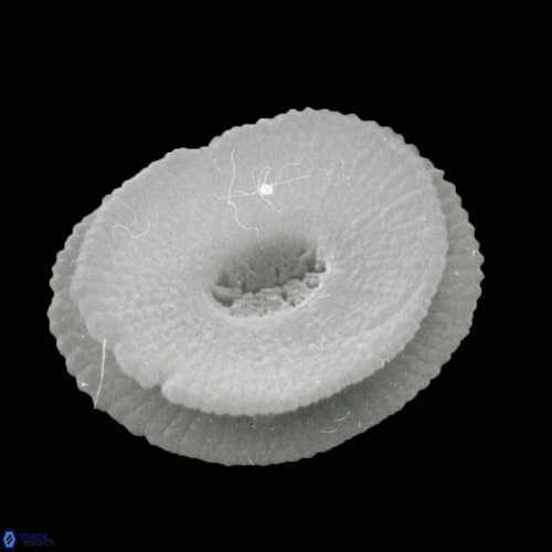 Reticulofenestra pseudoumbilica 995 18