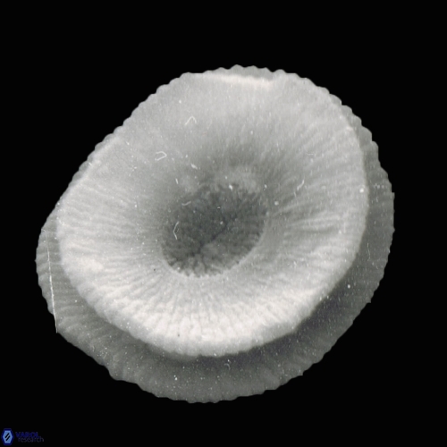 Reticulofenestra pseudoumbilica 997 5