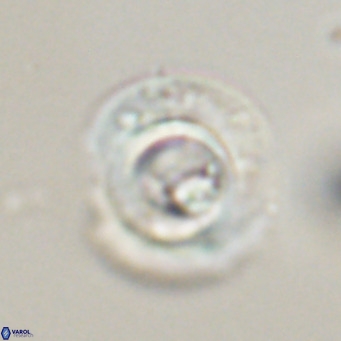 Reticulofenestra rupeliensis VR 30995