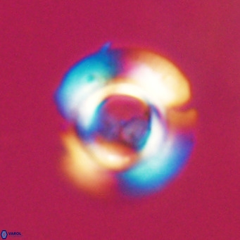 Reticulofenestra rupeliensis VR 30993