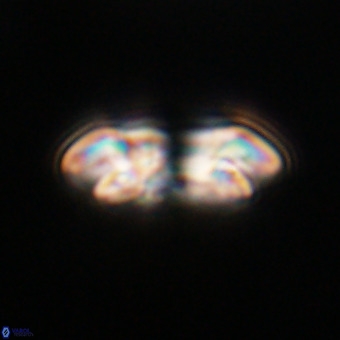 Reticulofenestra rupeliensis VR 31005