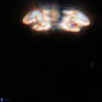 Reticulofenestra rupeliensis VR 31006