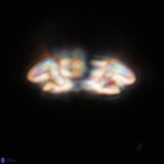 Reticulofenestra rupeliensis VR 31007