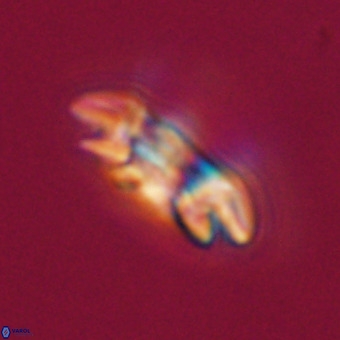 Reticulofenestra rupeliensis VR 31009