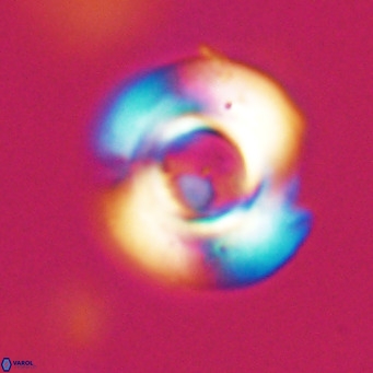 Reticulofenestra rupeliensis VR 31000