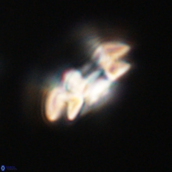Reticulofenestra rupeliensis VR 31002
