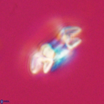 Reticulofenestra rupeliensis VR 31003