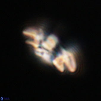 Reticulofenestra rupeliensis VR 31011