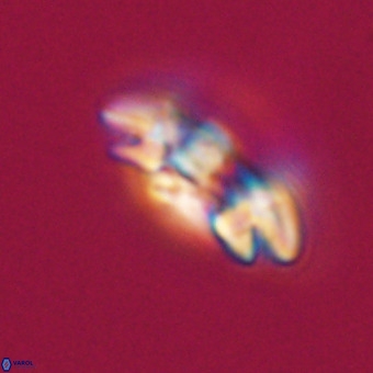 Reticulofenestra rupeliensis VR 31012