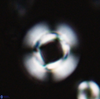 Reticulofenestra rupeliensis 27469