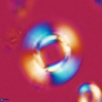 Reticulofenestra rupeliensis 27470