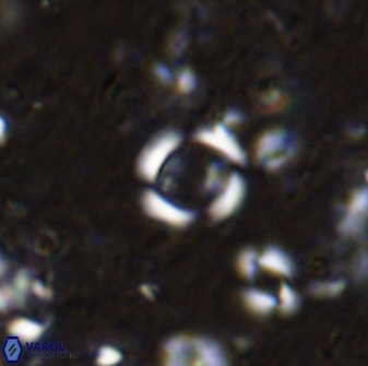 Reticulofenestra rotaria 48892