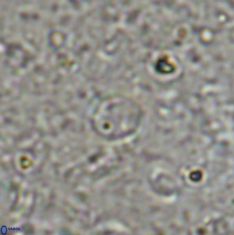 Reticulofenestra rotaria 48894