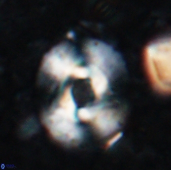 Reticulofenestra subrotunda 19426