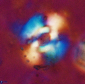 Reticulofenestra subrotunda 19428