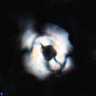 Reticulofenestra subrotunda 19436