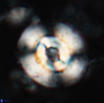 Reticulofenestra subrotunda 26415