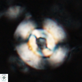 Reticulofenestra subrotunda 26415