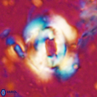 Reticulofenestra subrotunda 27073