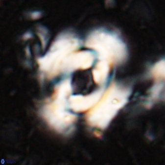 Reticulofenestra subrotunda 27076