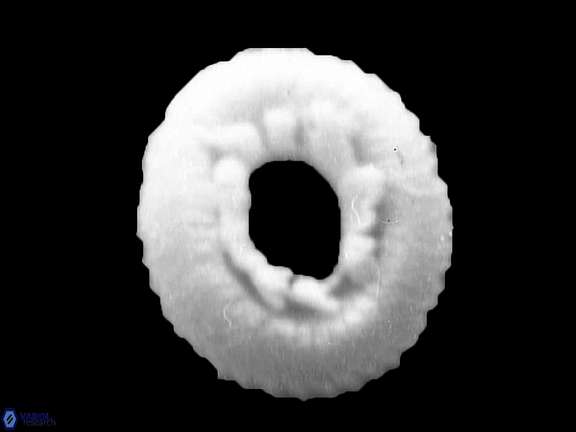 Reticulofenestra similimus 938 2