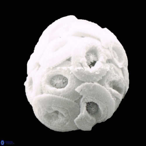 Reticulofenestra simillimus 1220 19