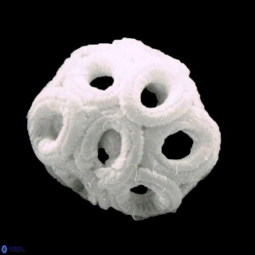 Reticulofenestra simillimus 1237 13