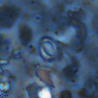 Reticulofenestra simillimus VR 10737