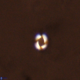 Reticulofenestra similumus VR 02140